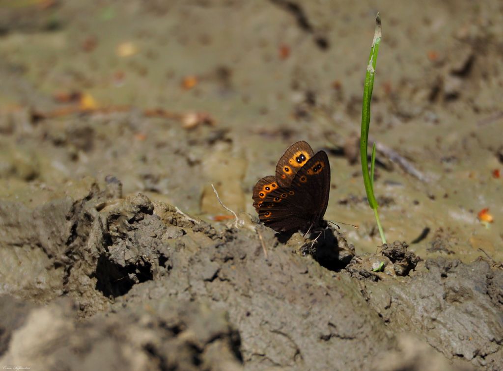 Erebia medusa e Lasiommata maera, Nymphalidae Satyrinae